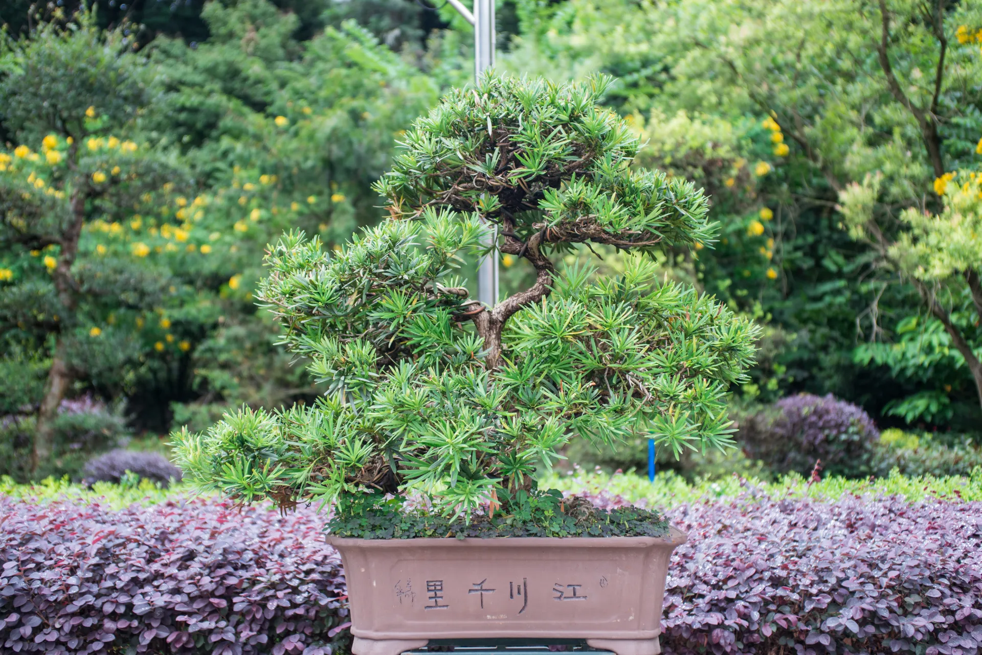 Common Bonsai Pests: How to Spot Them and What to Do – BonsaiMash